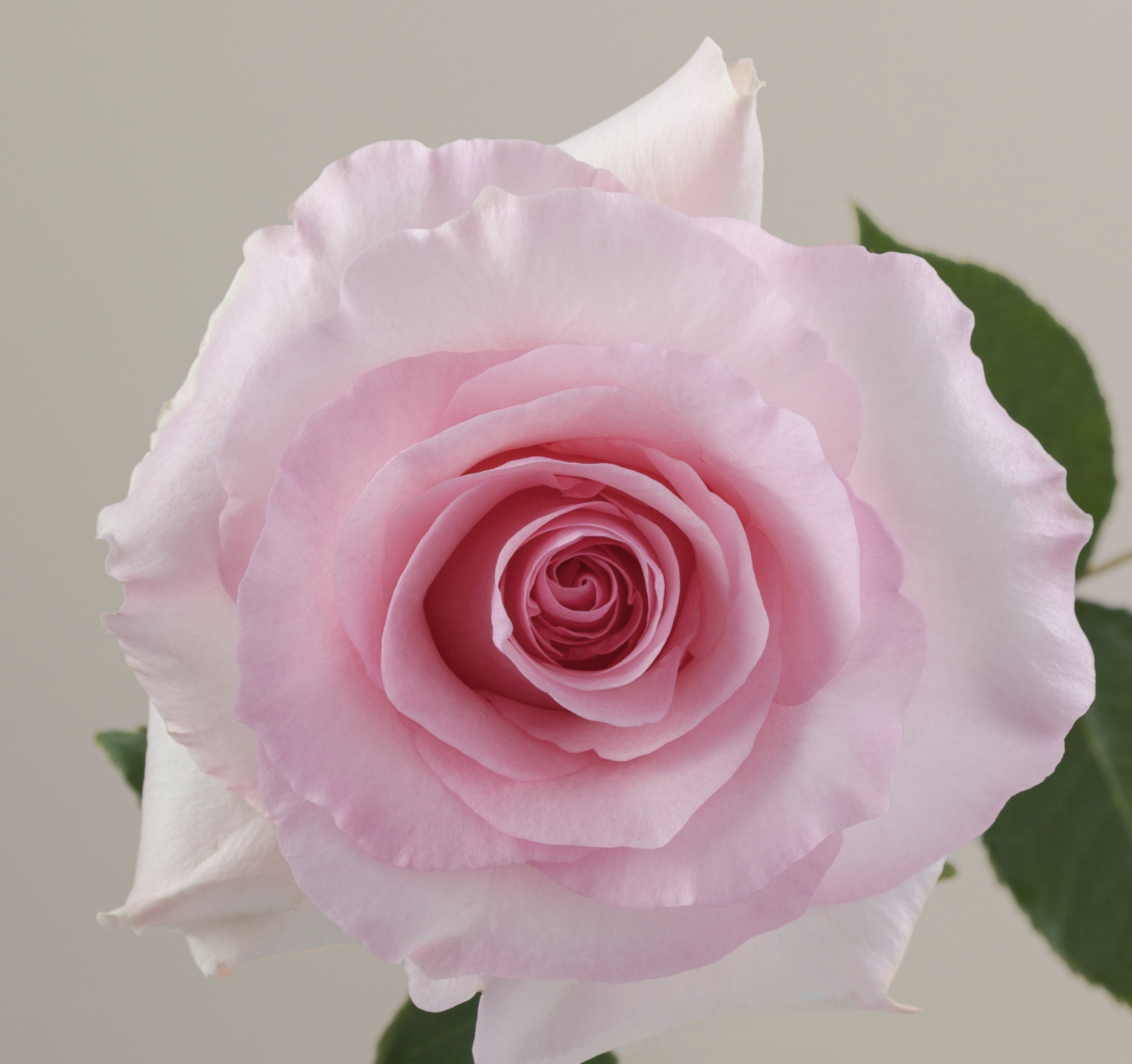 ROSE CHRISTA - 50 CM